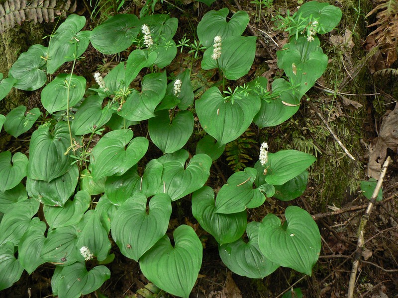 False Lily Of The Valley photo 2