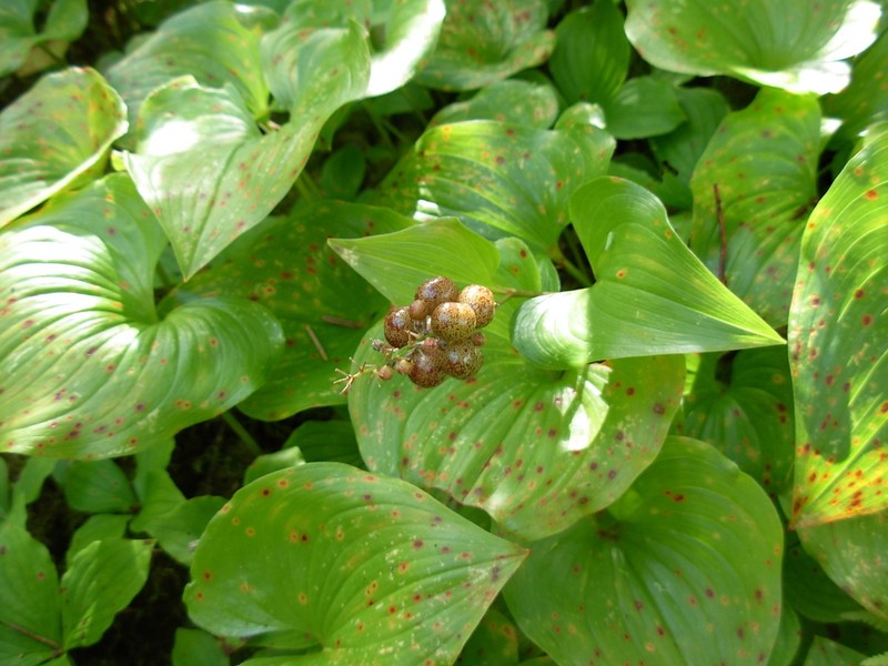 False Lily Of The Valley photo 3