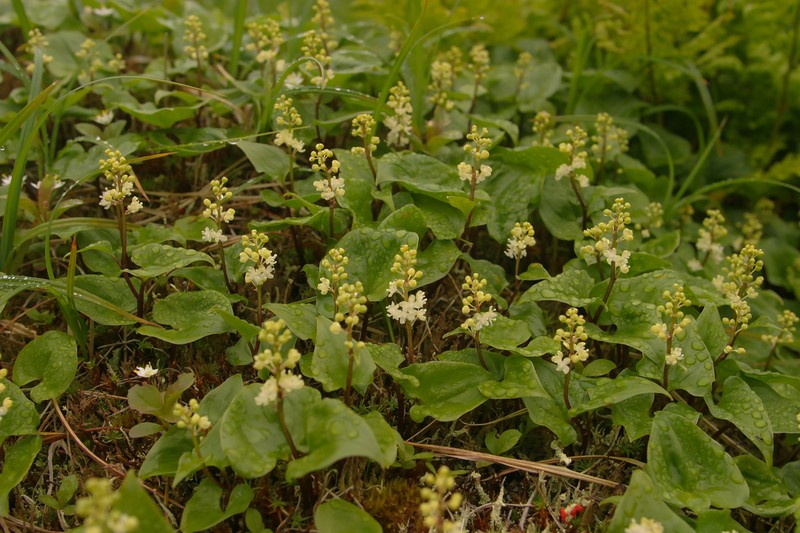 False Lily Of The Valley photo 4