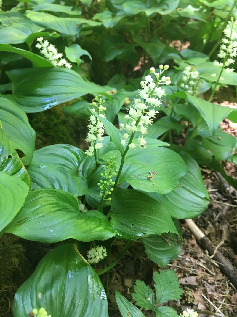 False Lily Of The Valley photo 5