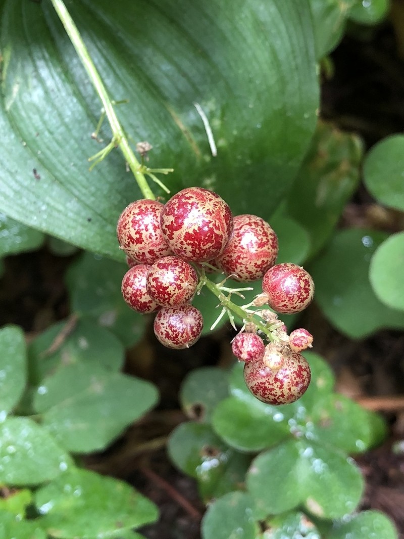 False Lily Of The Valley photo 6