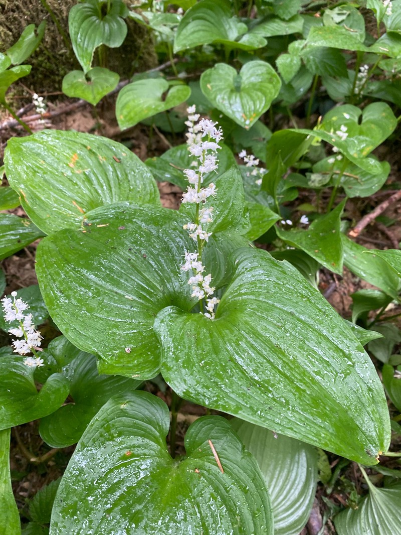 False Lily Of The Valley photo 7
