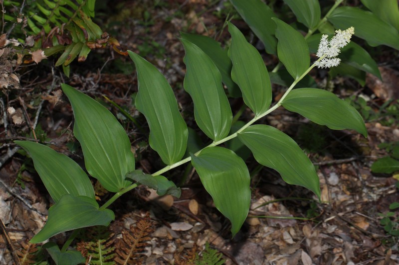 Feathery False Lily Of The Valley
