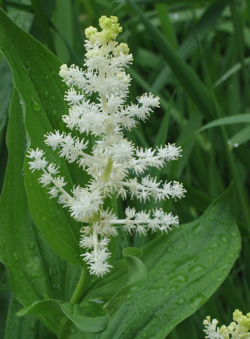 Feathery False Lily Of The Valley photo 2