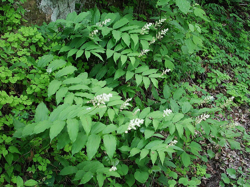 Feathery False Lily Of The Valley photo 4