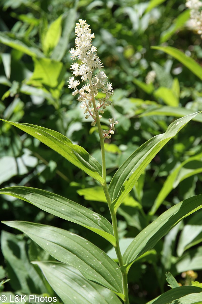 Feathery False Lily Of The Valley photo 8