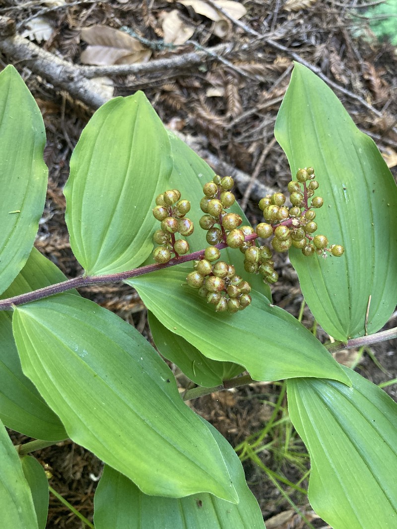 Feathery False Lily Of The Valley photo 7