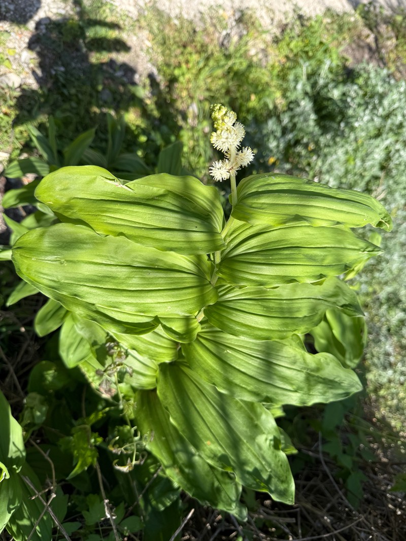 Maianthemum racemosum subsp. amplexicaule