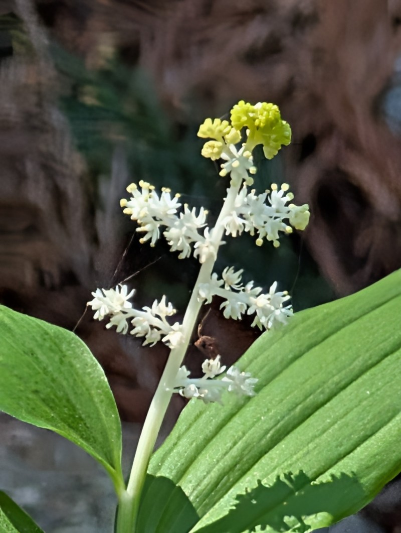 Maianthemum racemosum subsp. amplexicaule photo 2