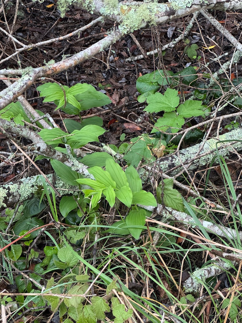 Maianthemum racemosum subsp. amplexicaule photo 3