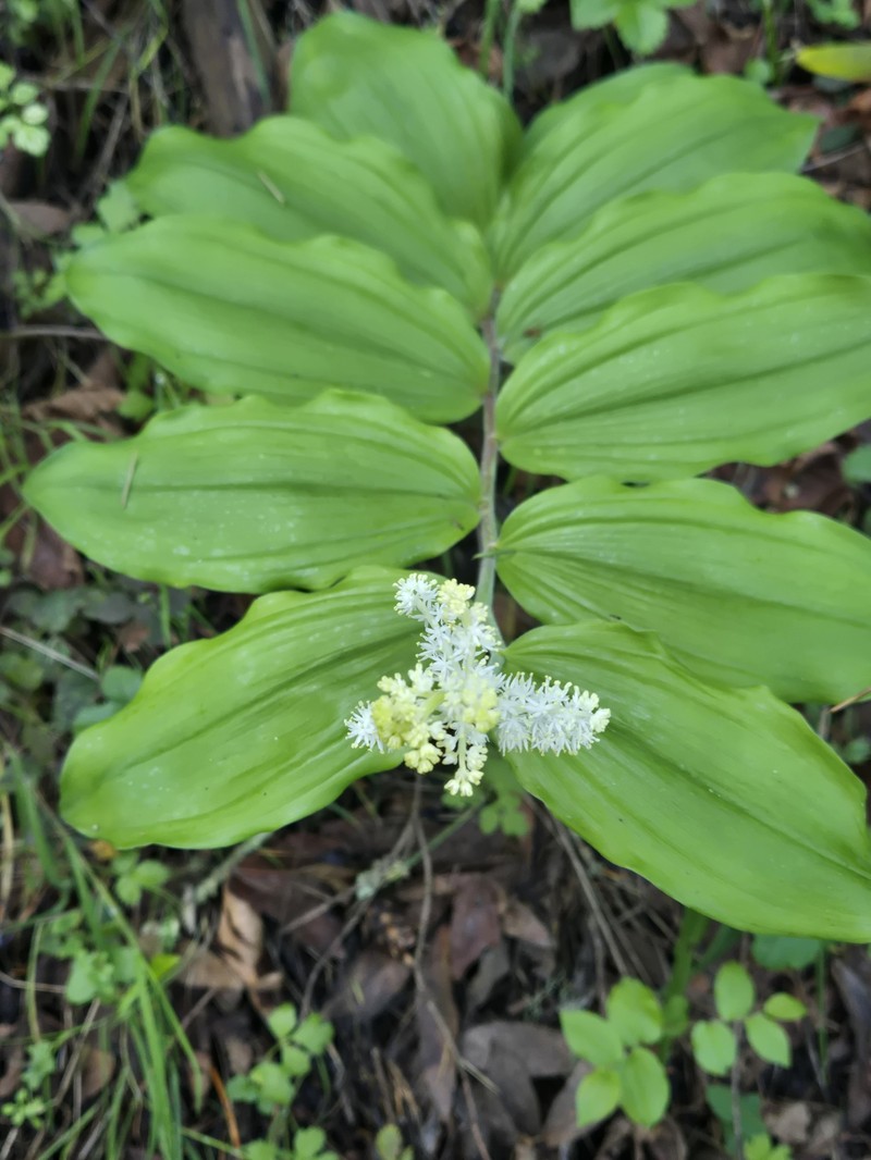 Maianthemum racemosum subsp. amplexicaule photo 4