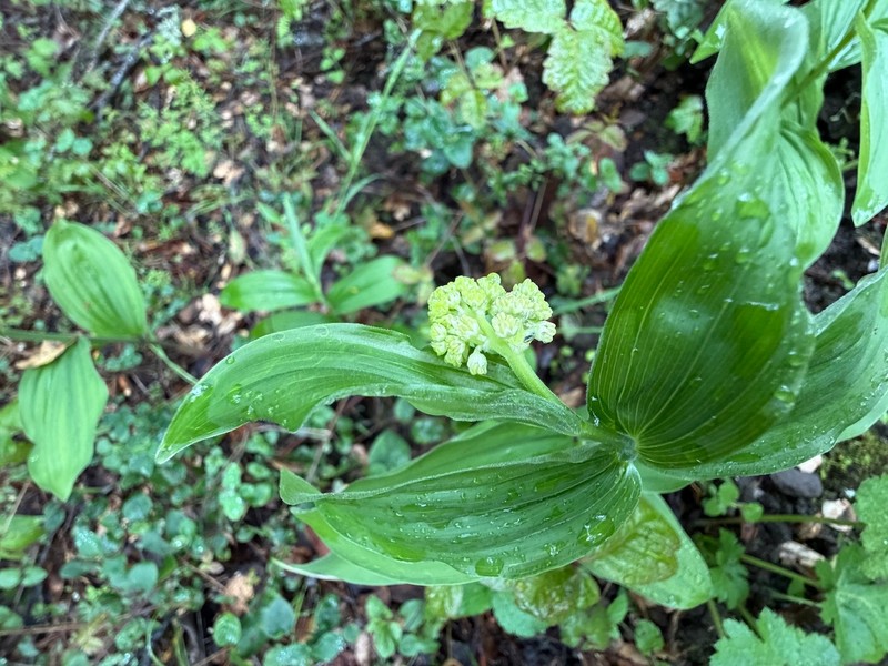 Maianthemum racemosum subsp. amplexicaule photo 5