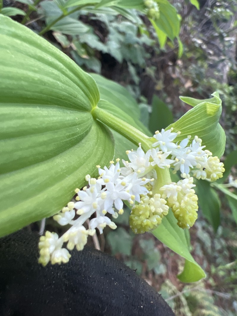 Maianthemum racemosum subsp. amplexicaule photo 6