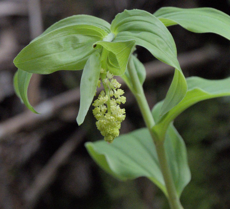 Maianthemum racemosum subsp. amplexicaule photo 7