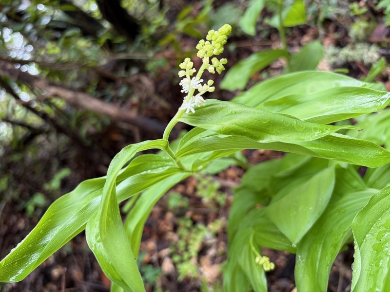 Maianthemum racemosum subsp. amplexicaule photo 8