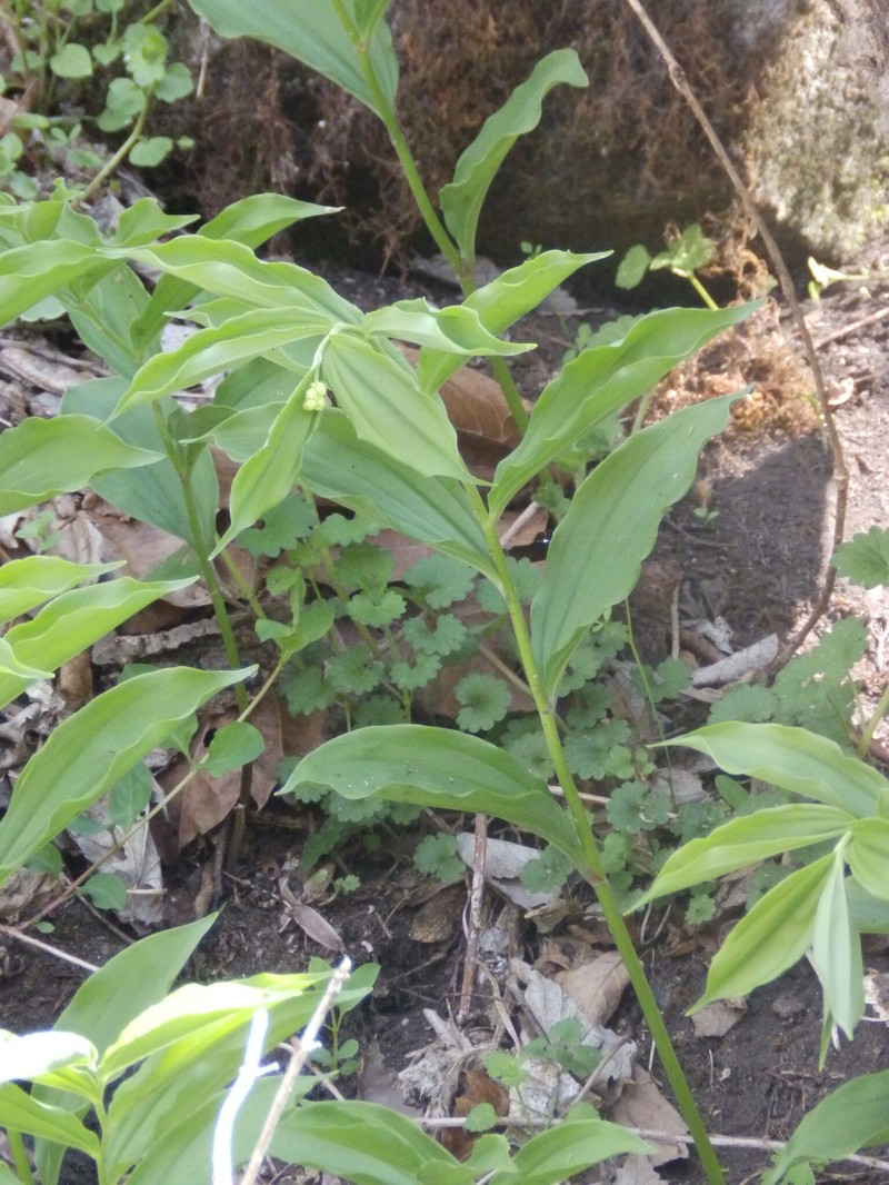Maianthemum racemosum subsp. racemosum
