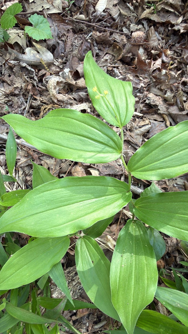 Maianthemum racemosum subsp. racemosum photo 2