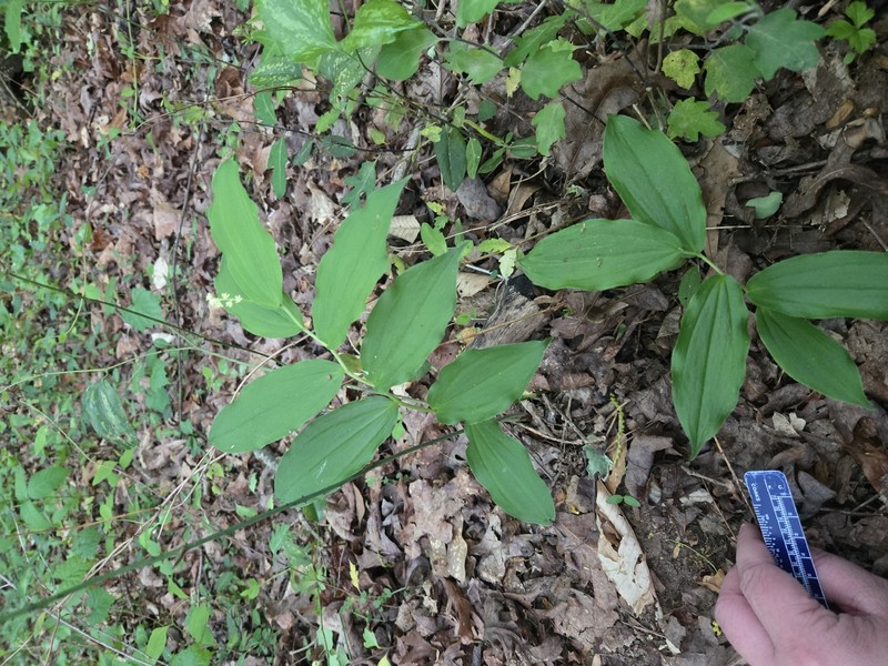 Maianthemum racemosum subsp. racemosum photo 3