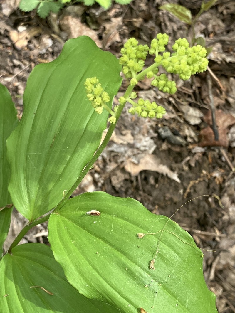 Maianthemum racemosum subsp. racemosum photo 4