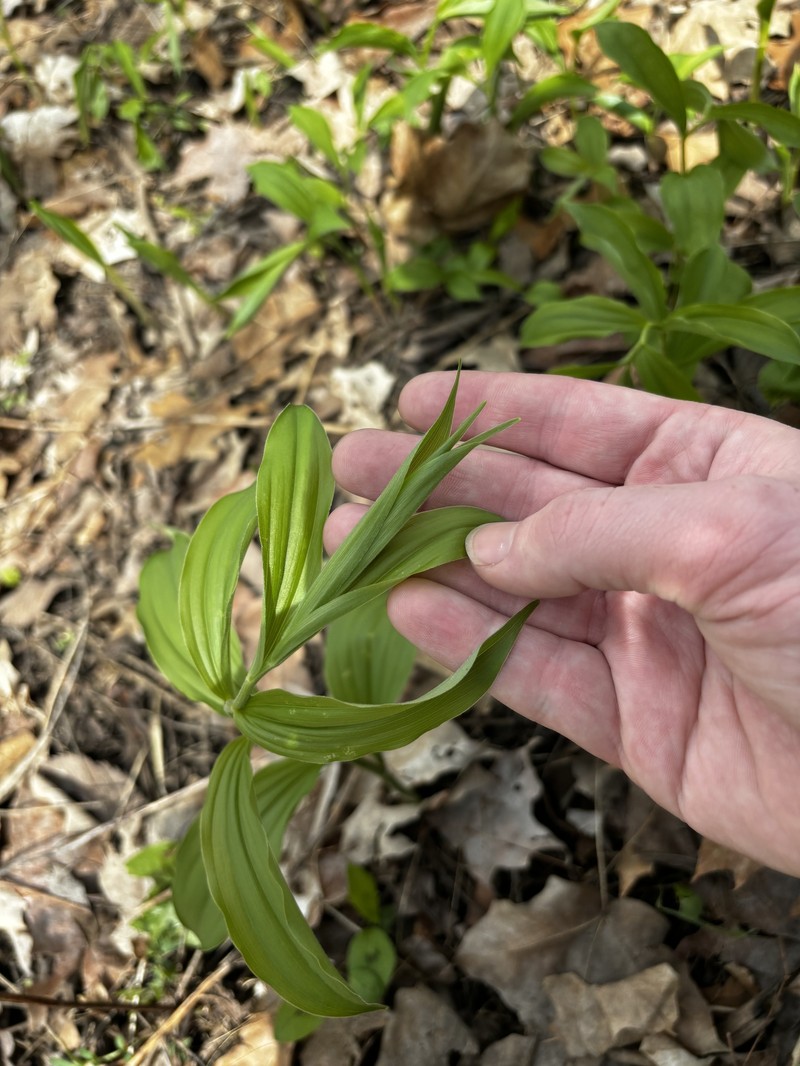 Maianthemum racemosum subsp. racemosum photo 5