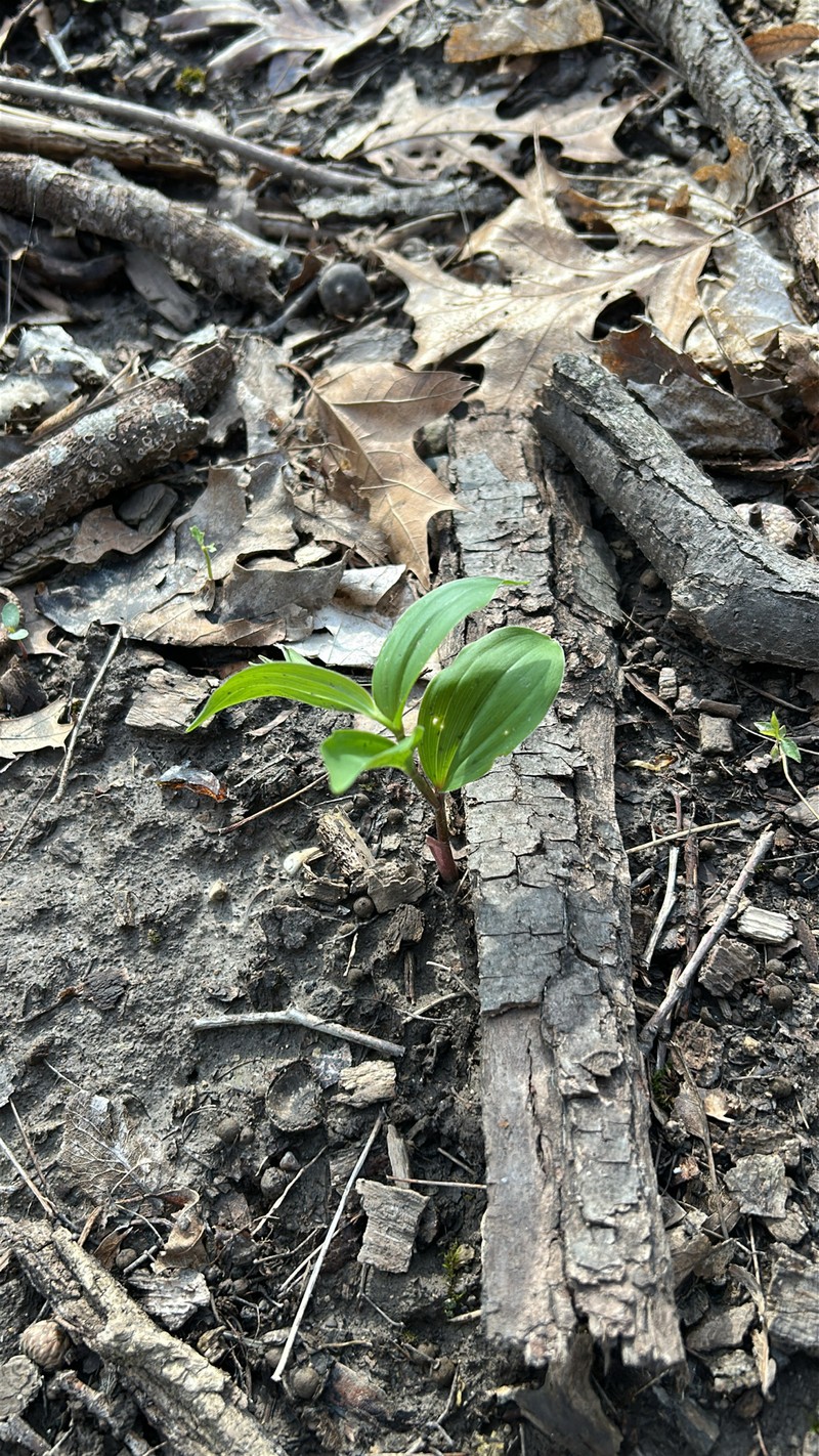 Maianthemum racemosum subsp. racemosum photo 6