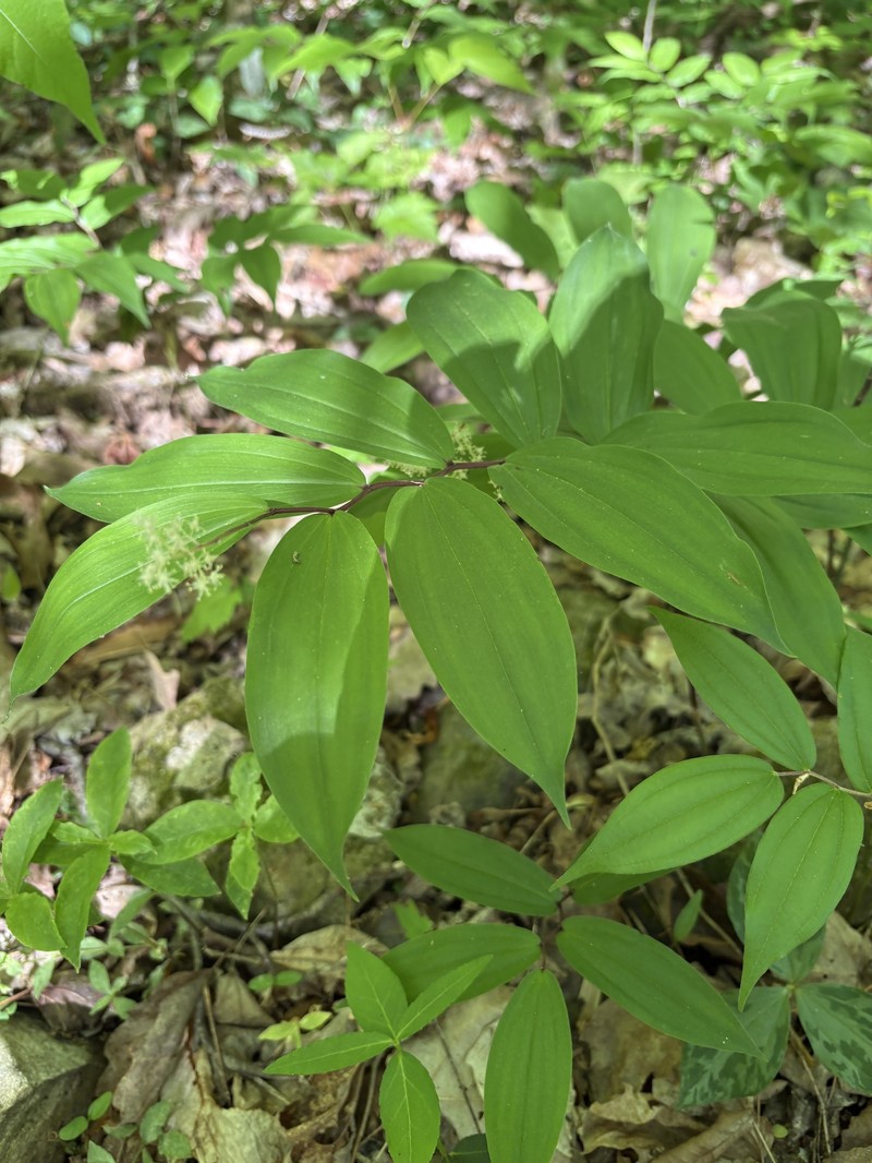 Maianthemum racemosum subsp. racemosum photo 7