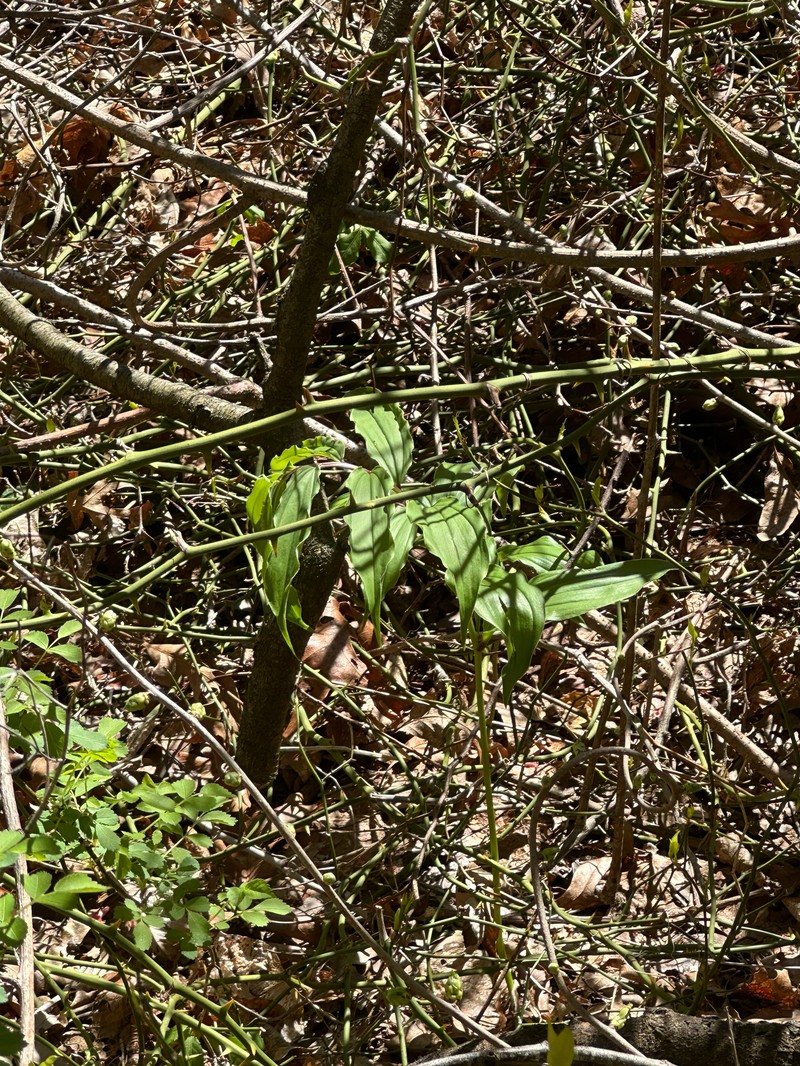 Maianthemum racemosum subsp. racemosum photo 8