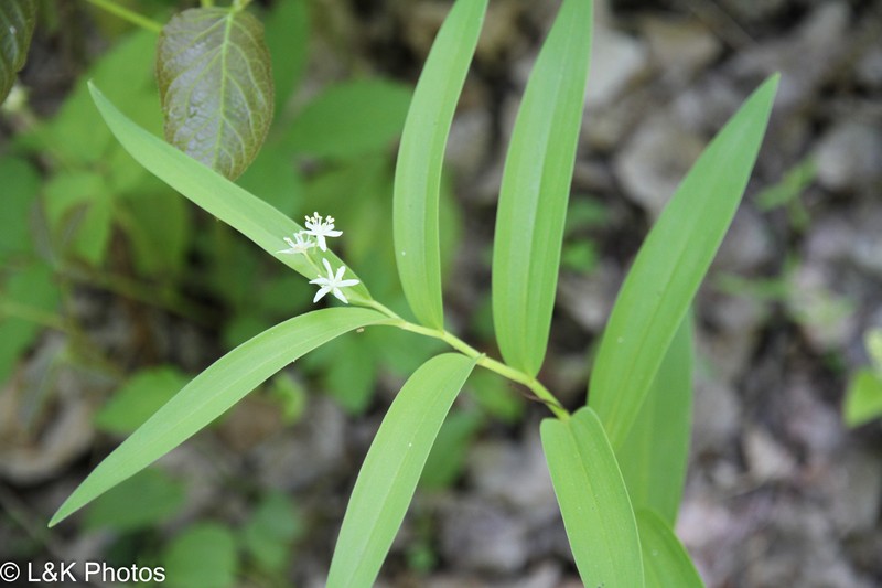 Starry False Lily Of The Valley photo 2