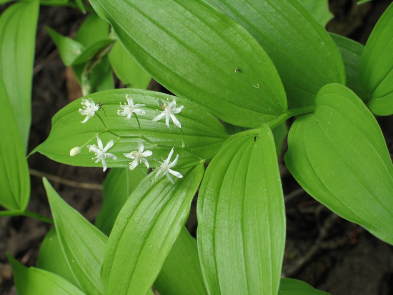 Starry False Lily Of The Valley photo 3