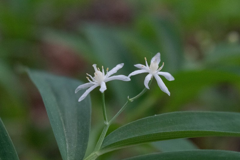 Starry False Lily Of The Valley photo 5