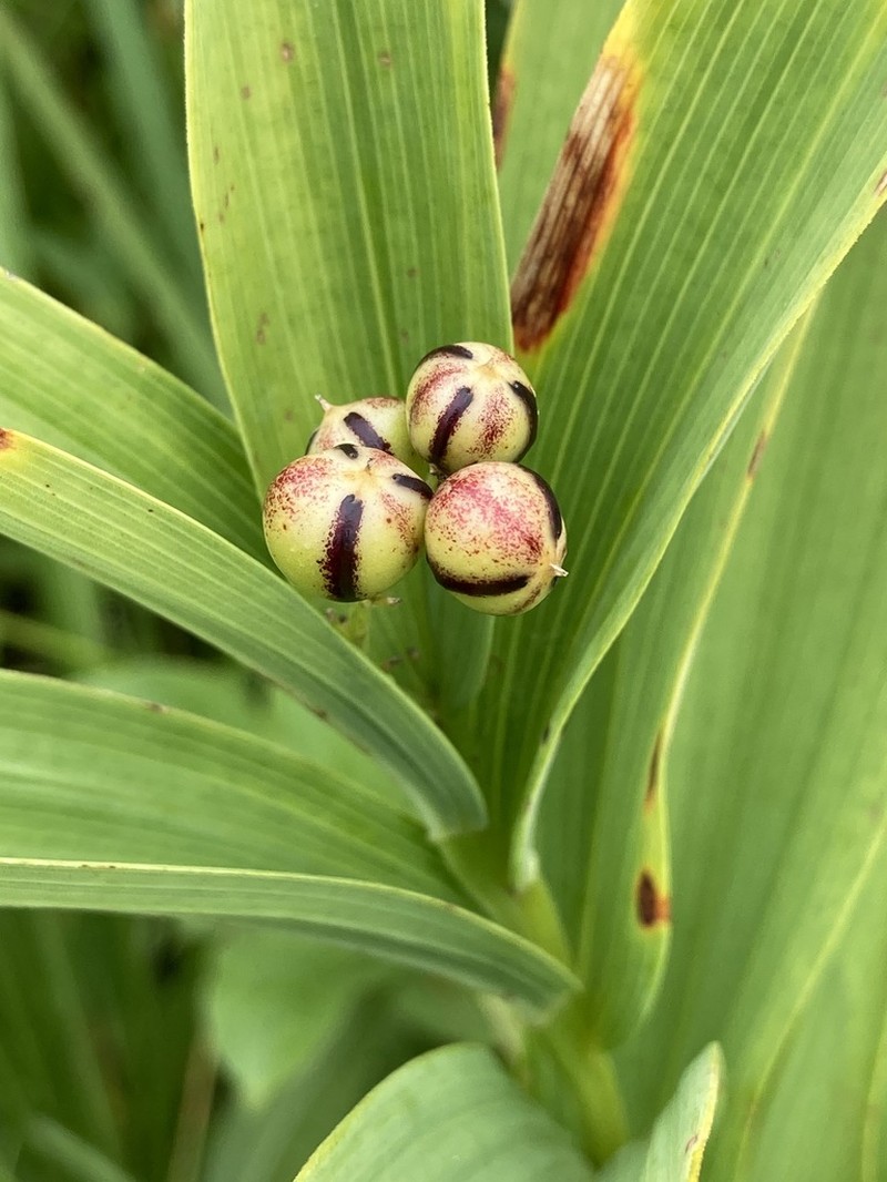 Starry False Lily Of The Valley photo 6