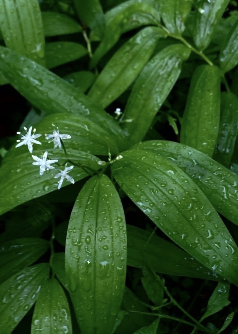 Starry False Lily Of The Valley photo 7