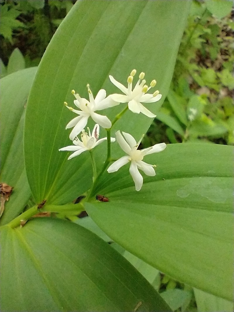 Starry False Lily Of The Valley photo 8