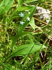 Threeleaf False Lily Of The Valley