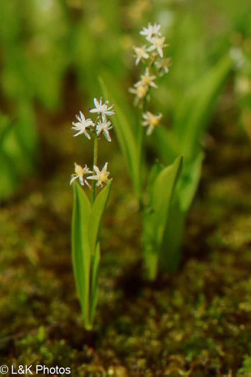 Threeleaf False Lily Of The Valley photo 2