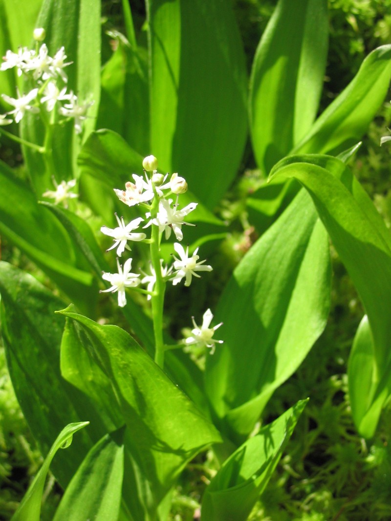 Threeleaf False Lily Of The Valley photo 3