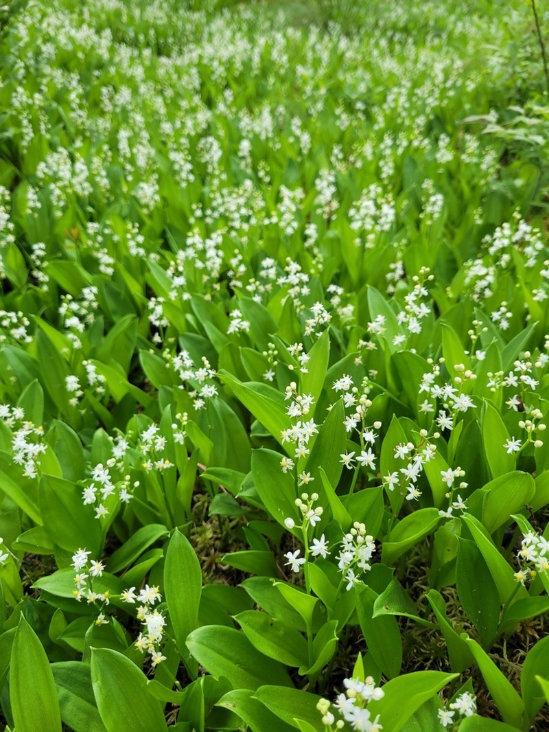 Threeleaf False Lily Of The Valley photo 4