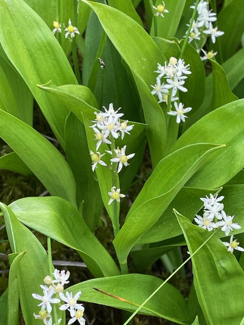 Threeleaf False Lily Of The Valley photo 5
