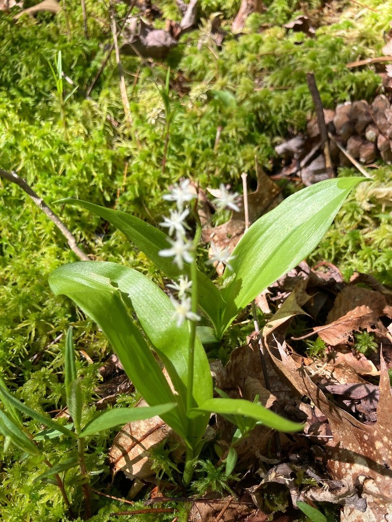 Threeleaf False Lily Of The Valley photo 7