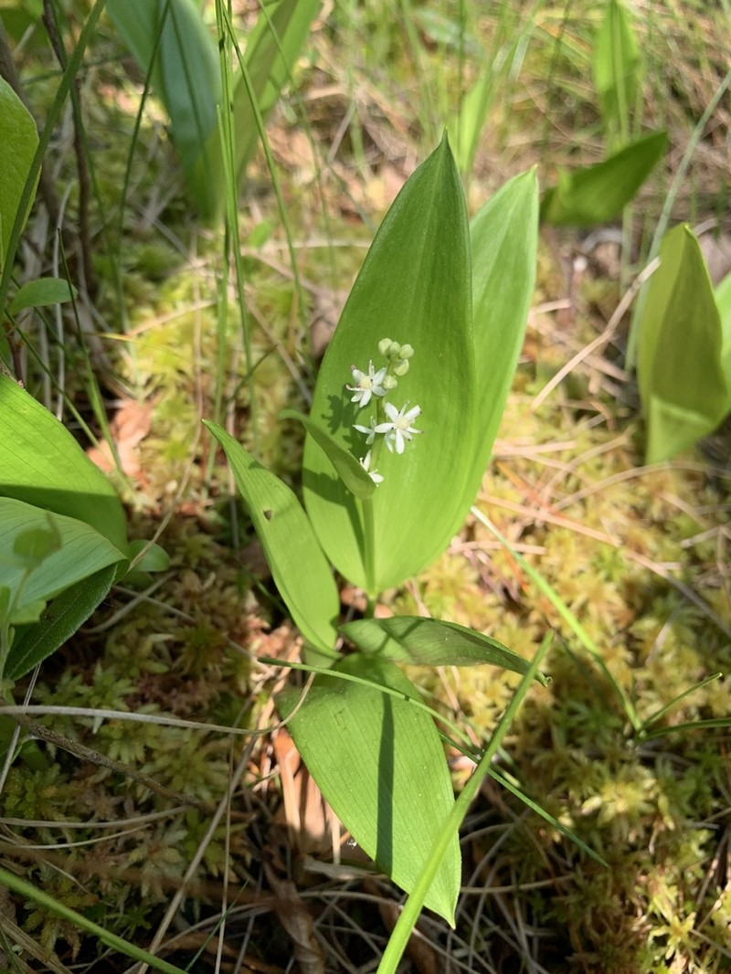 Threeleaf False Lily Of The Valley photo 8