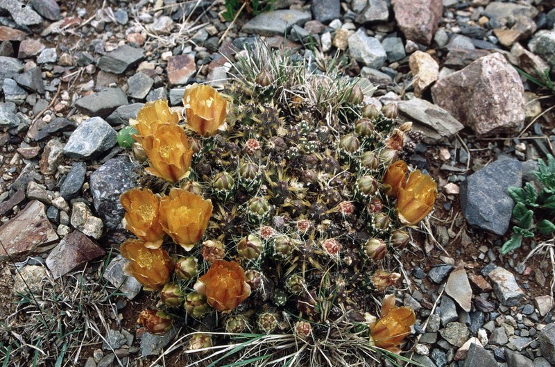Maihueniopsis glochidiata photo 2