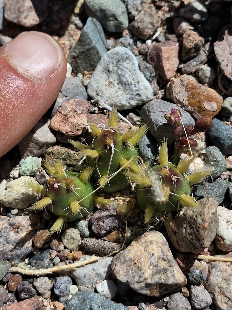 Maihueniopsis glochidiata photo 3
