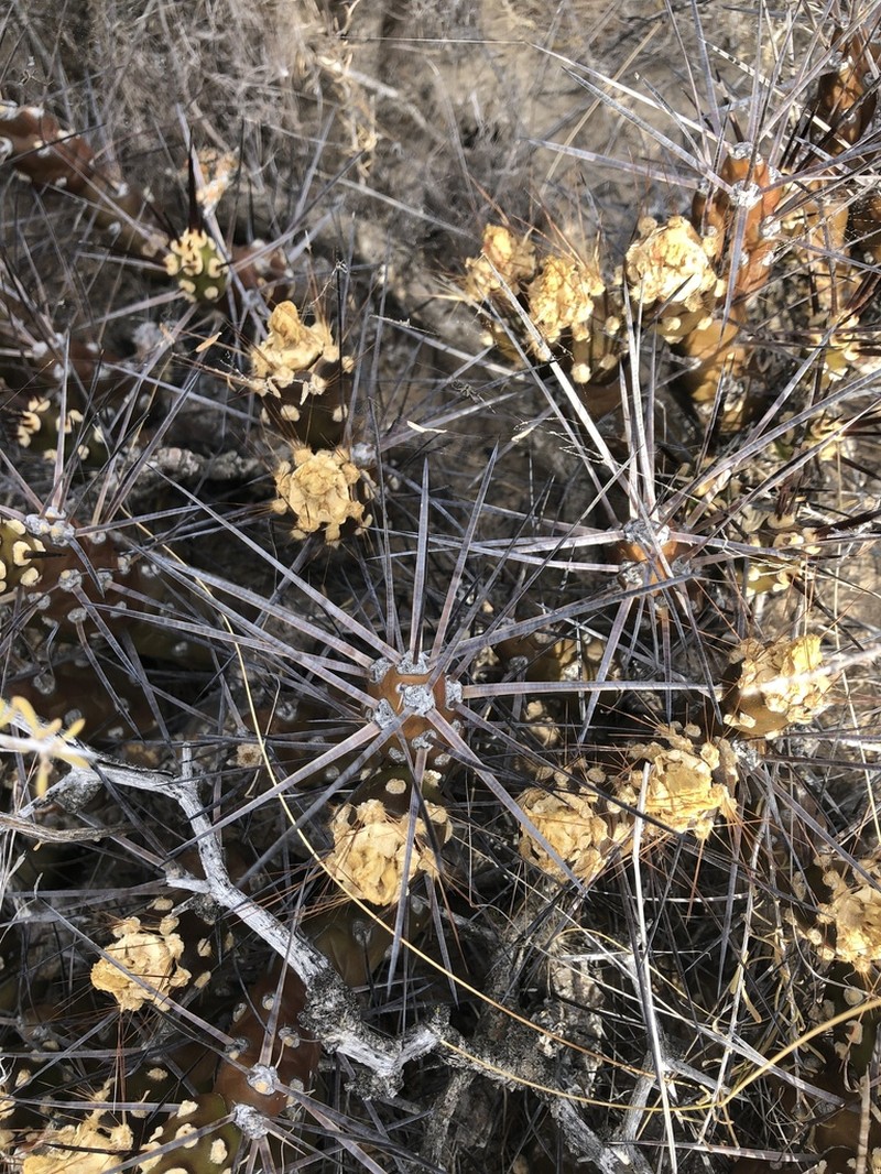 Maihueniopsis hickenii