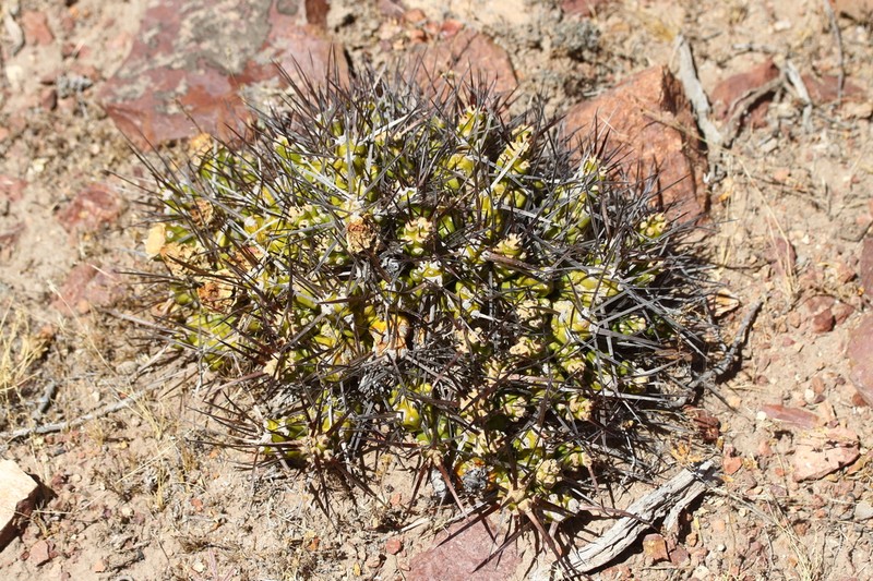 Maihueniopsis hickenii photo 2