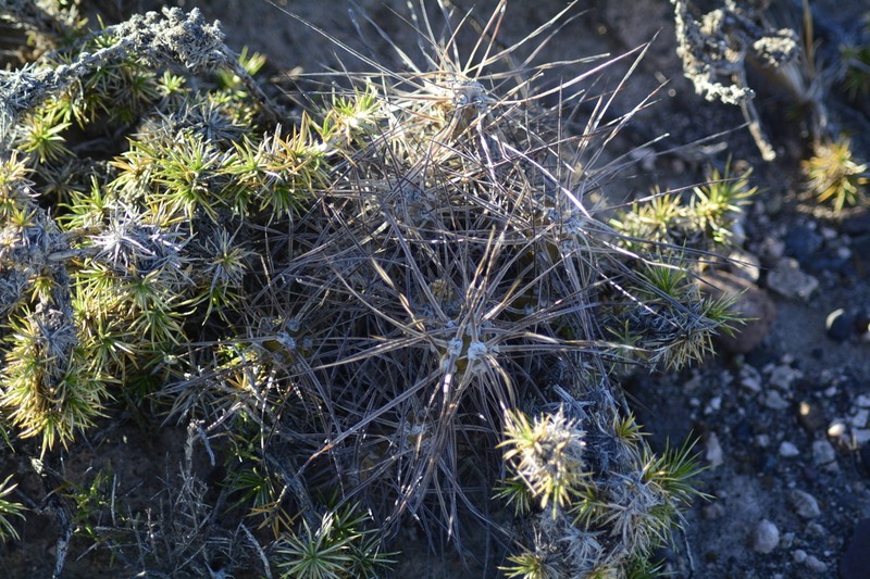 Maihueniopsis hickenii photo 3