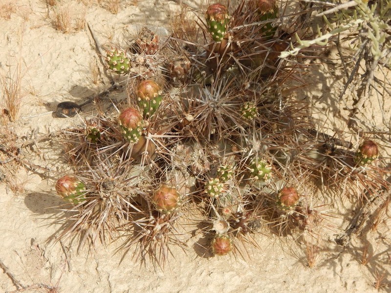 Maihueniopsis hickenii photo 4