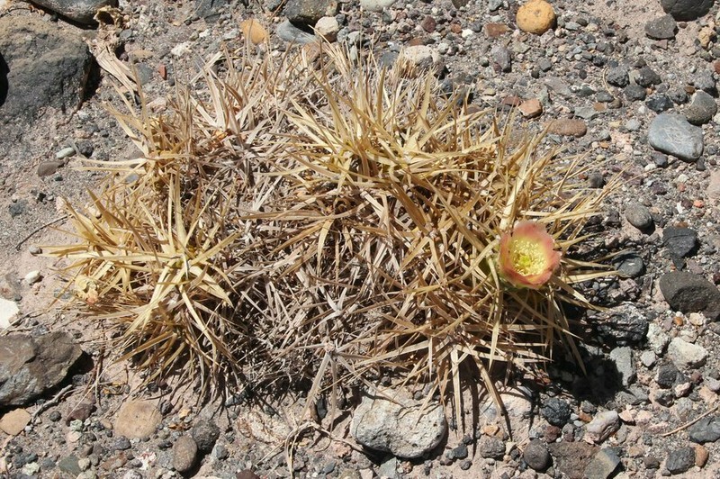 Maihueniopsis hickenii photo 5