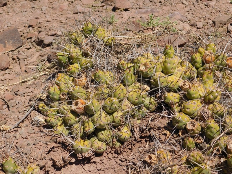 Maihueniopsis hickenii photo 6