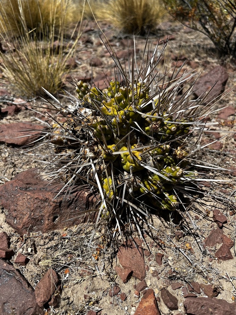 Maihueniopsis hickenii photo 7