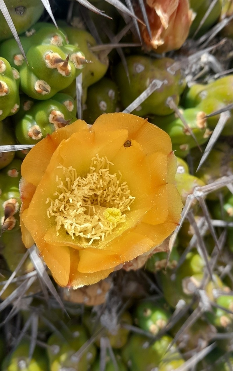 Maihueniopsis hickenii photo 8